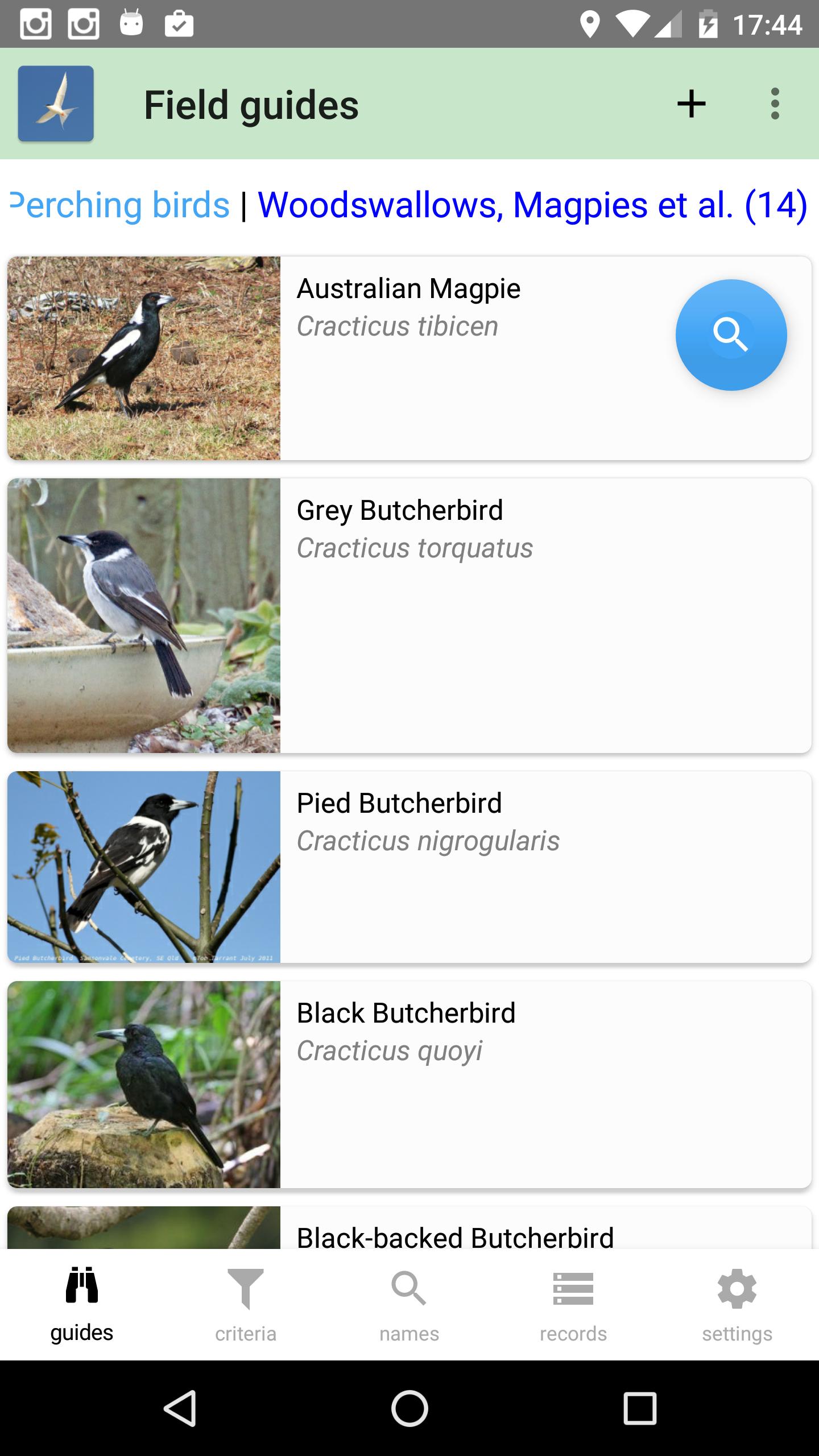 Australian Birds Guide
