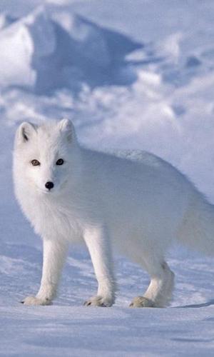 Arctic Fox Wallpapers