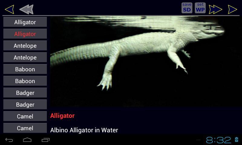 Animal ABC Book