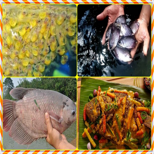 Gouramy Cultivation