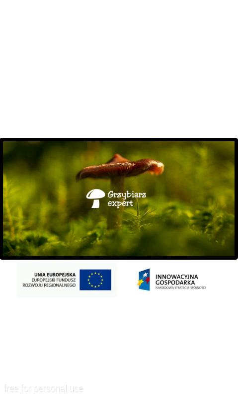 Grzybiarz Ekspert
