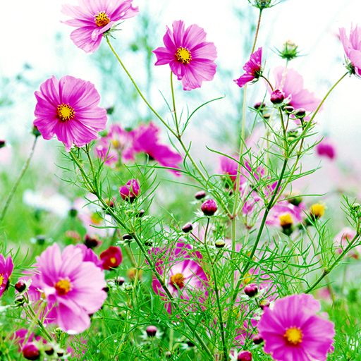 Sweet Flowers